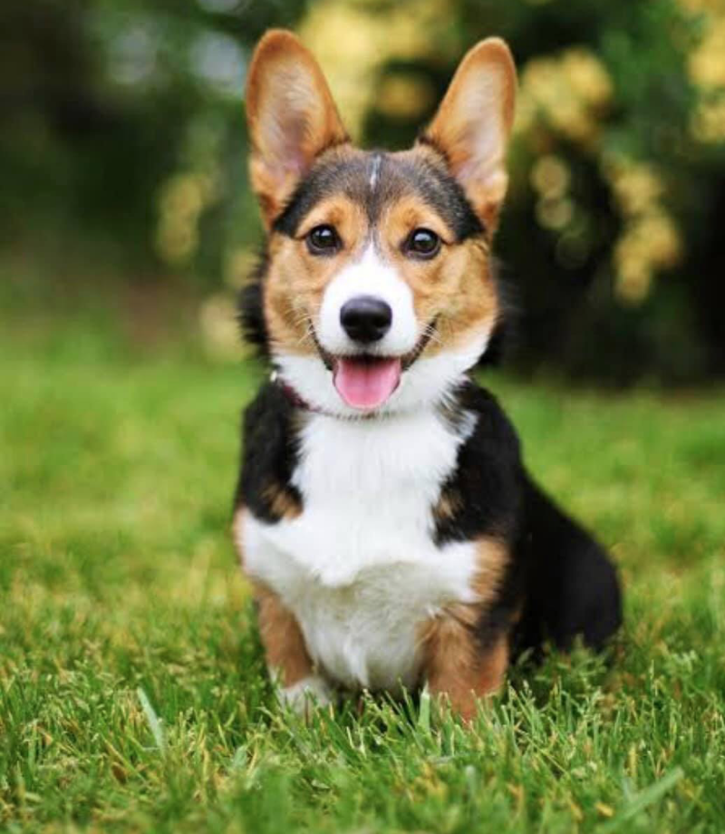 DOG PARK TO OPEN SOON.
