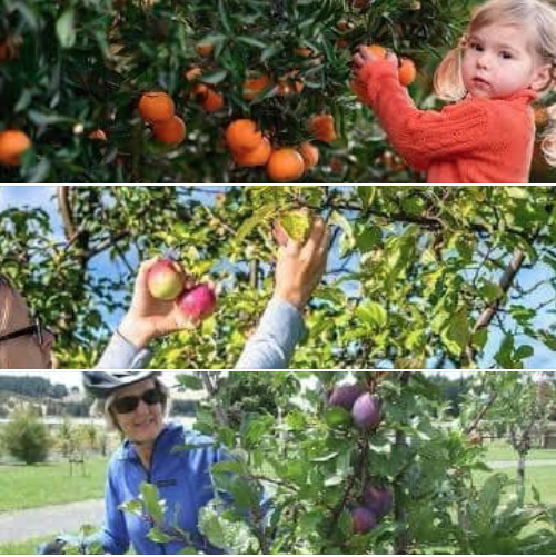  UPDATE - COMMUNITY FRUIT TREES PLANTED..