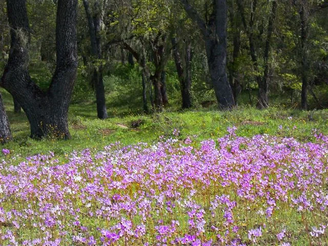 Spring wildflowers.jpg