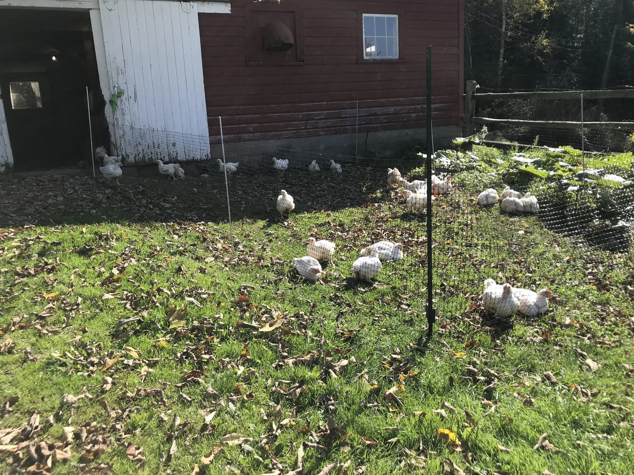 Meat chickens in the barnyard