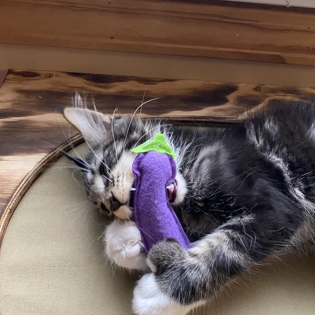 dick_cat.jpg