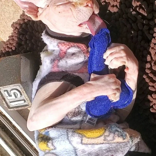 dobby.jpg