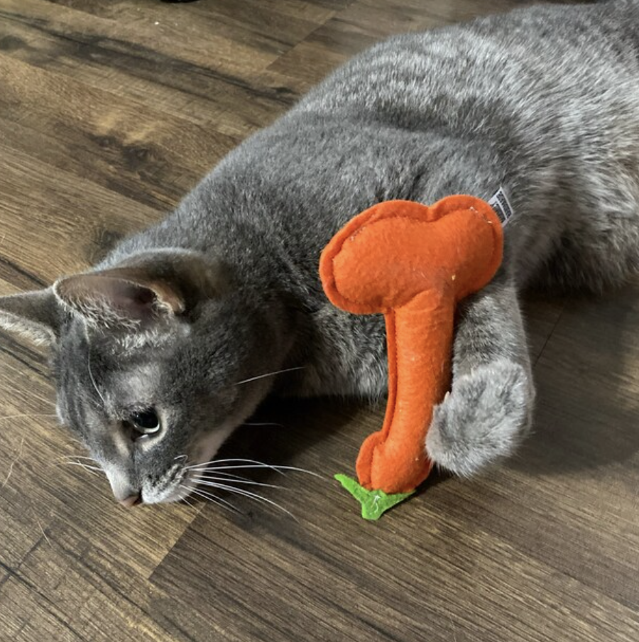 Screenshot 2024-02-09 at 3.49.54 PM.png