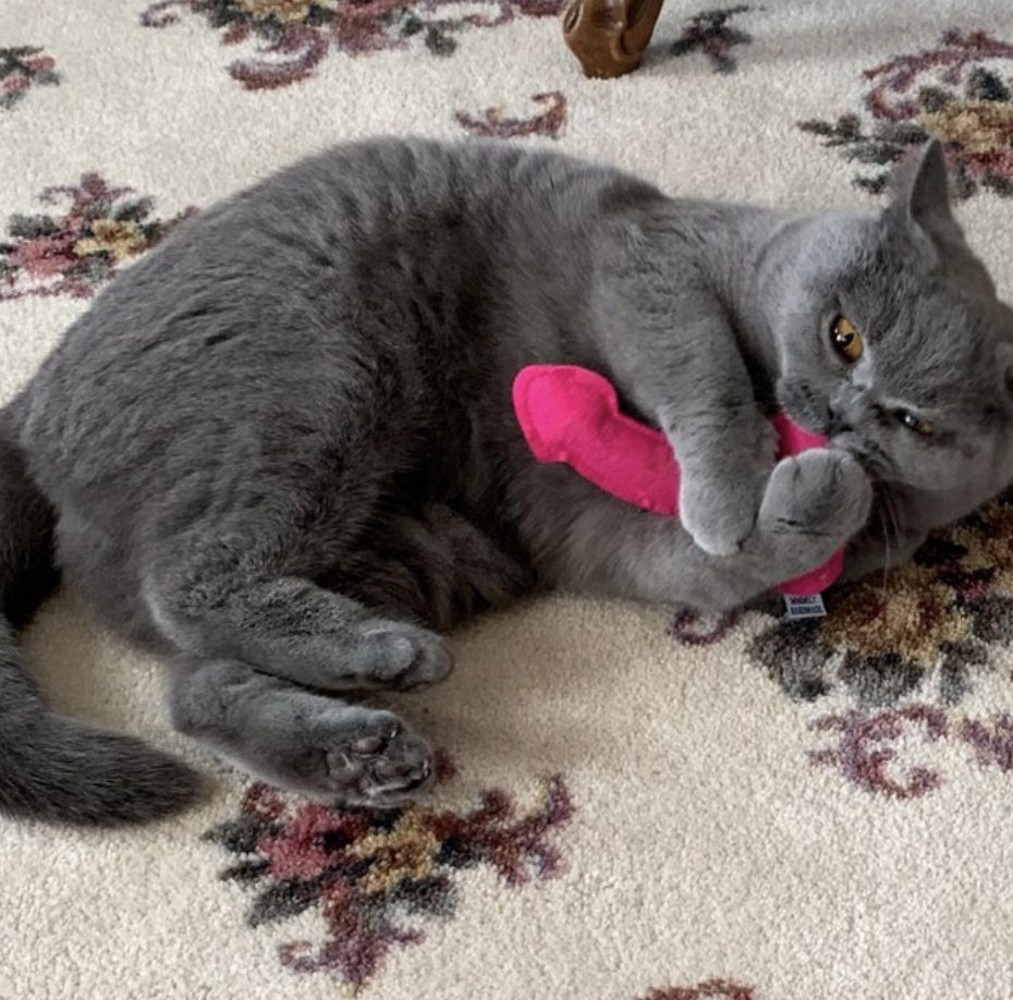 Screenshot 2024-02-09 at 3.49.29 PM.png