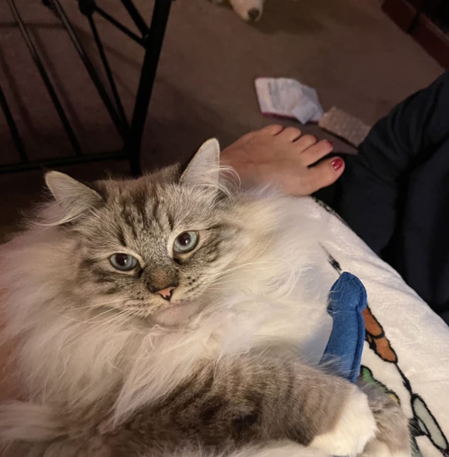 Screenshot 2024-02-08 at 5.16.58 PM.png