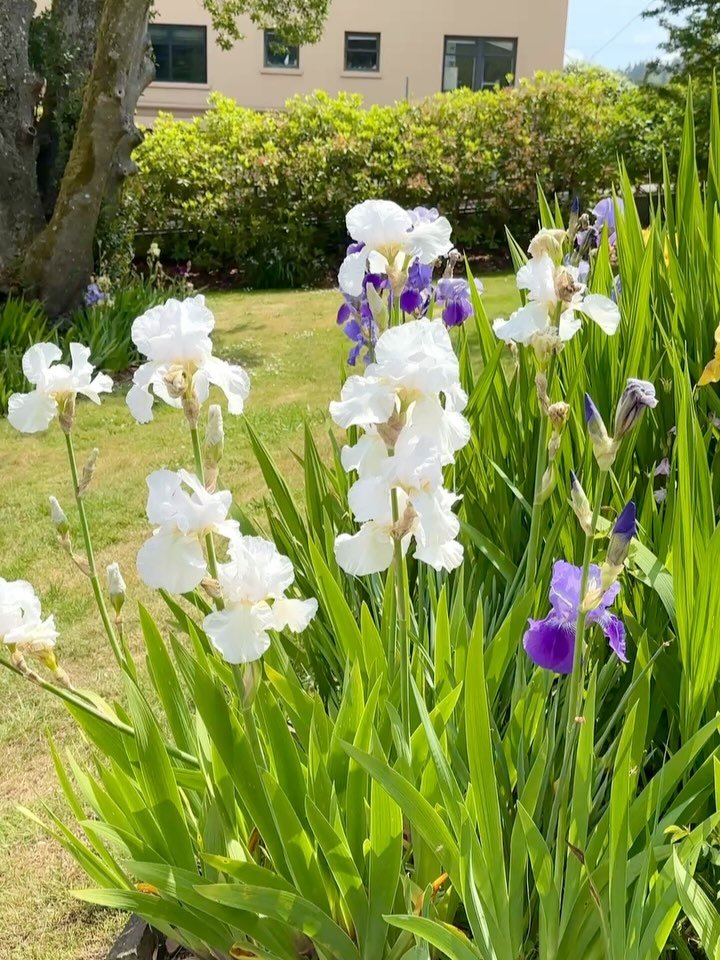 Bearded Iris at Flavell Mansion!