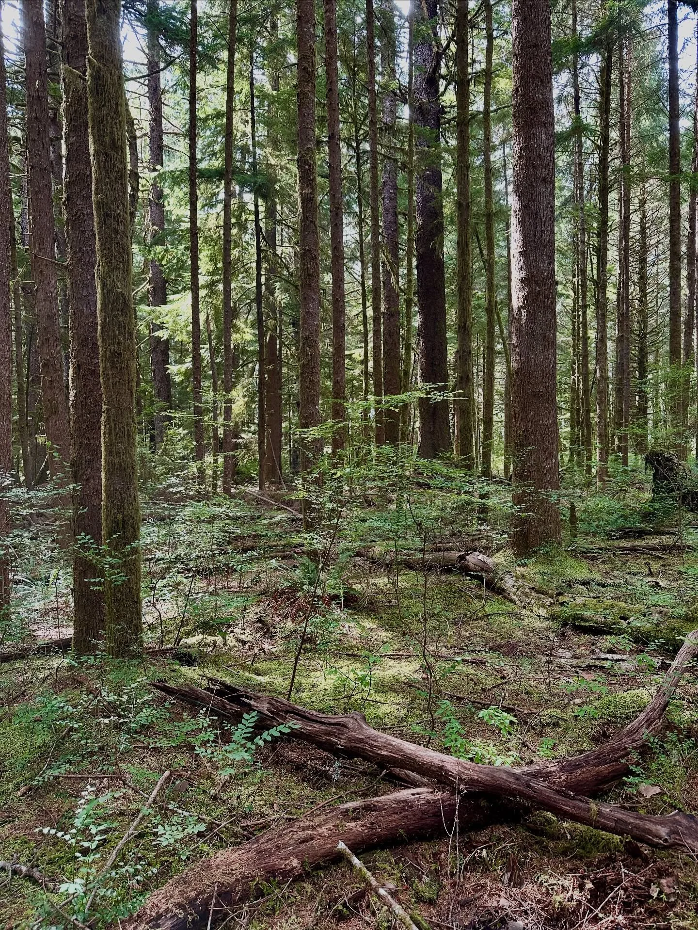 I am out foraging for a wonderful wedding next weekend. Big forest theme! I took a few photos to share. Stay tuned&hellip; it is a fun exciting challenge with lots of moss, ferns, lichens and lovely moody dark flowers! Being here in the woods (the gr