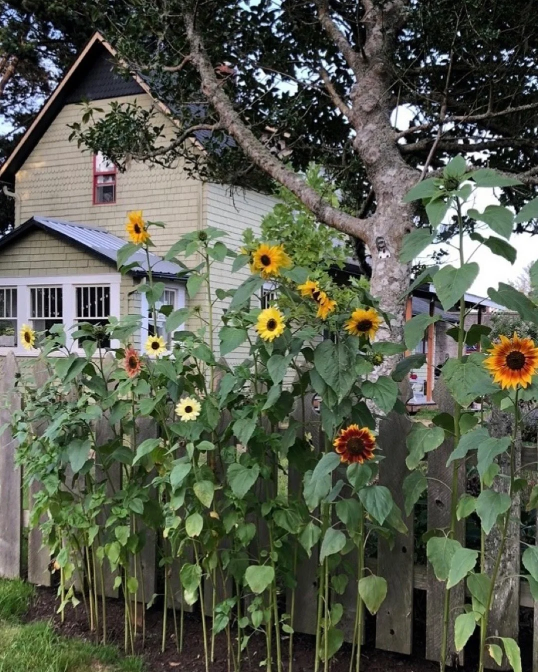 I love walking around our beach community in mid September! The tourists are mostly gone. Fall flowers are enjoying &ldquo;our summer&rdquo;. The nights are crisp and the moon is bright.  The big tides are back and best of all the clams are getting p