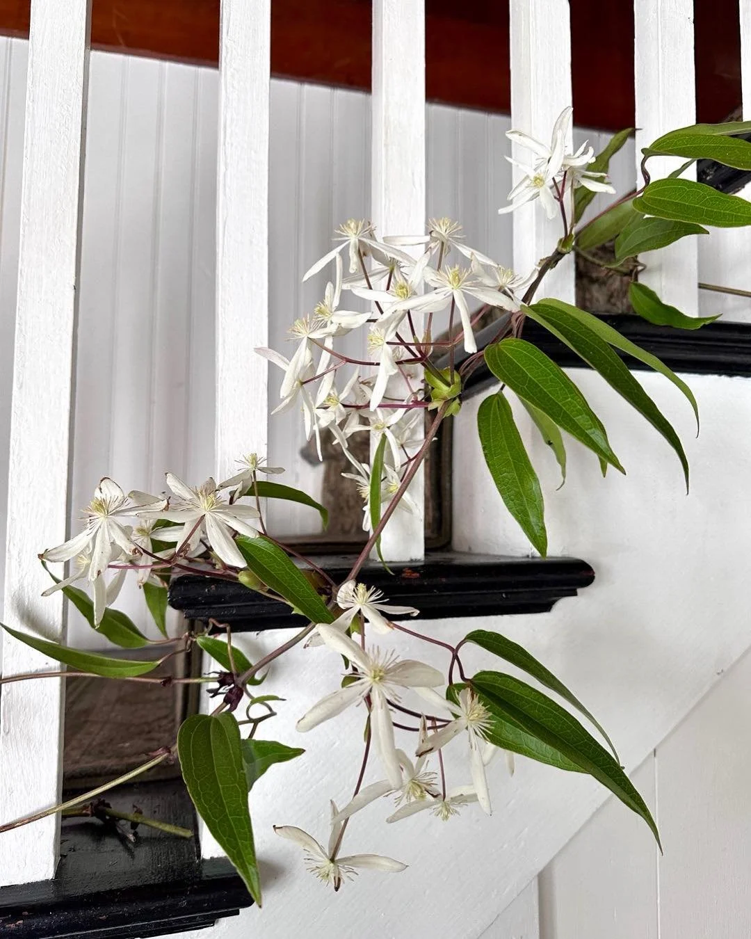 When your wisteria has grown taller than the house&hellip; you can simply bring that spring scent inside and adorn your Historic 1905 Beach House staircase - pro tip - use water tubes. Smells like heaven! #beachlife #seaviewlife