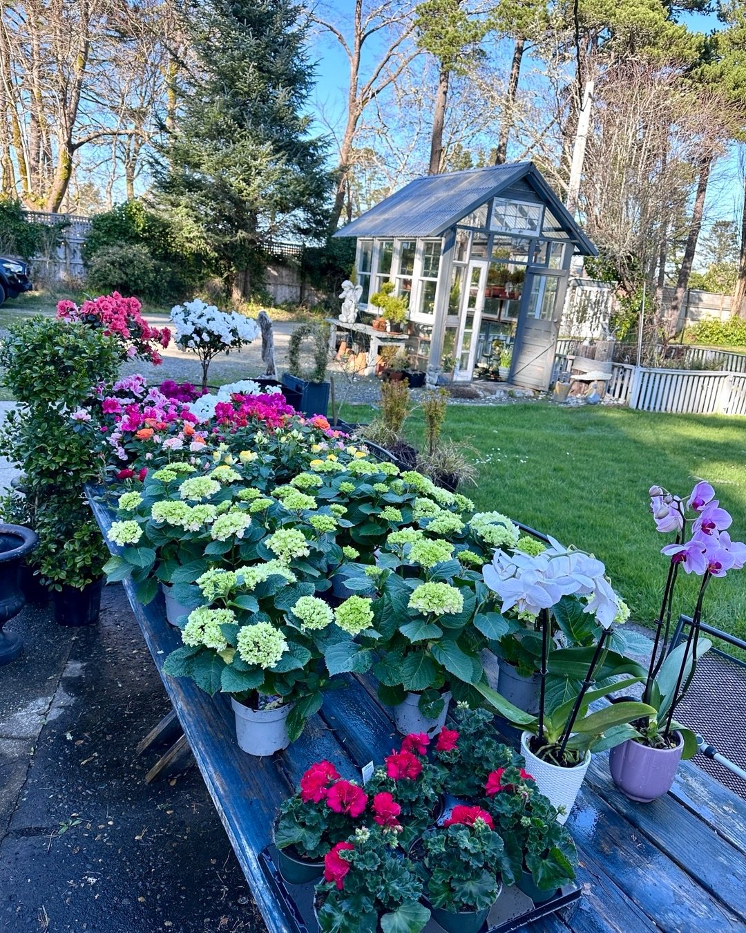 Letting my plants have some water, sun and salt air! Did you know I have a nursery license? Many years ago I started out as a specialty nursery. Tidying up the greenhouse. #beachlife #topiary #nansenflorals #greenhouse