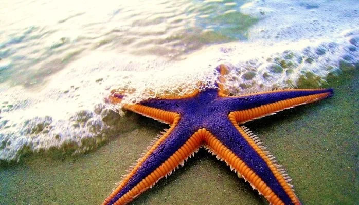 Celebrate the richness of small differences