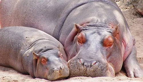 Feeling rejected? Try hippo skin!