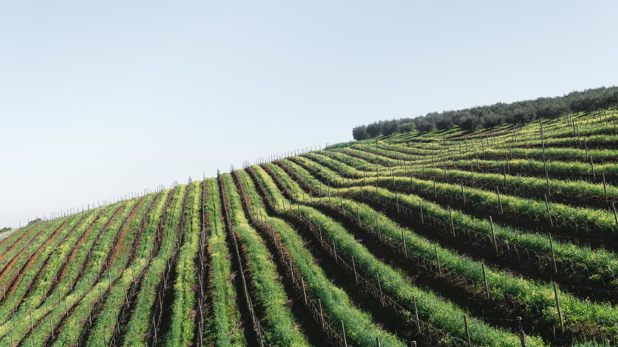 The Pinot Fallback