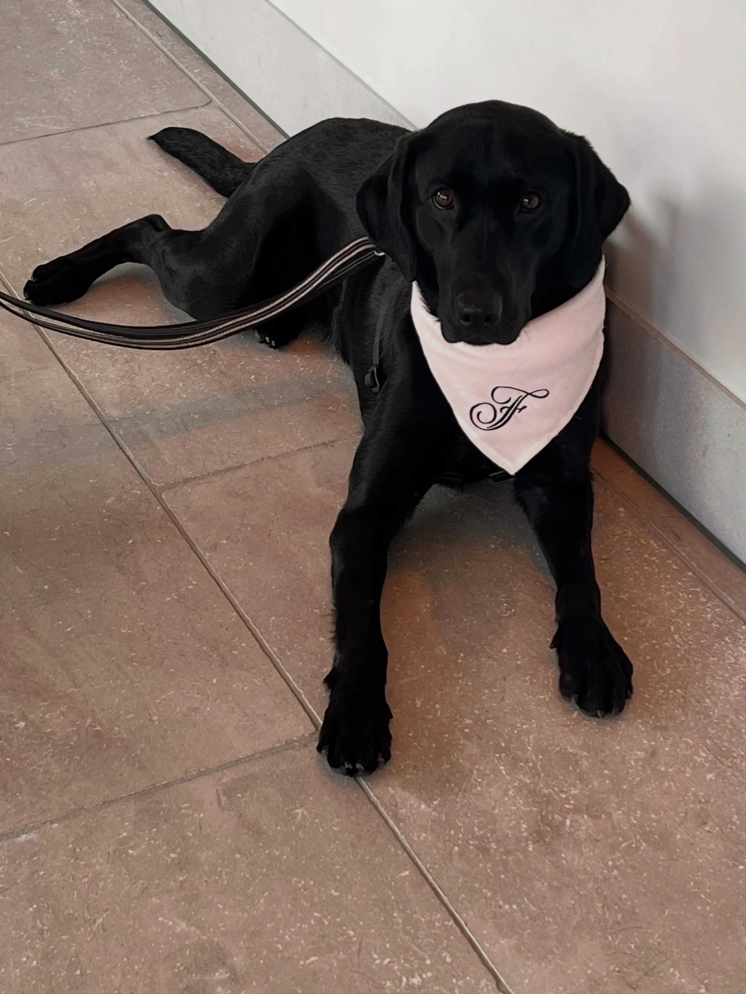 Meet Serene, Fairmont Tokyo's Chief Happiness Officer. Two years old this week, she is the resident Labrador that brings joy, warmth and connection to the hotel. It was such a pleasure to meet her. She greets guests around check-in time, bringing a s