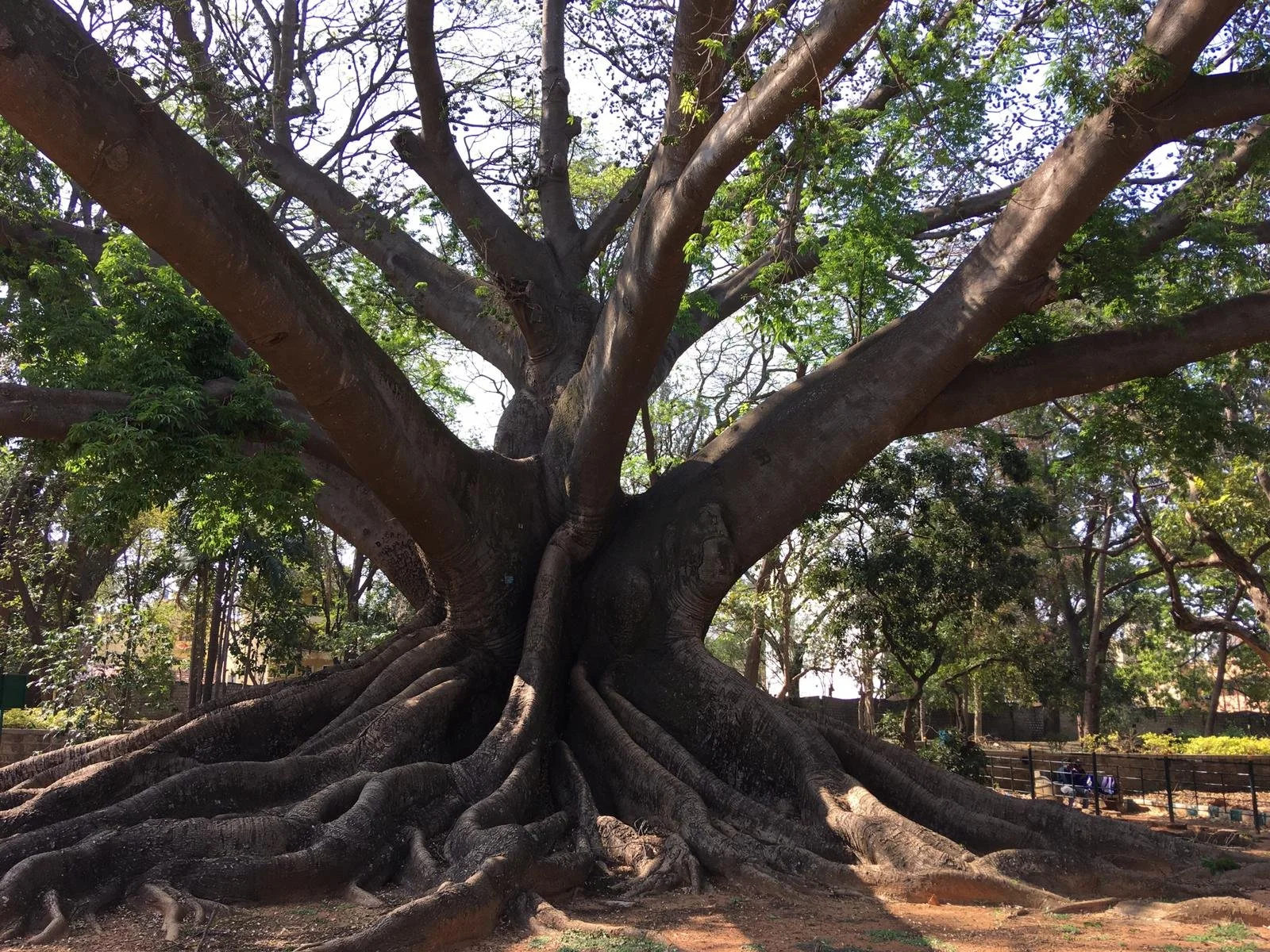 tree for non fiction icon.jpg