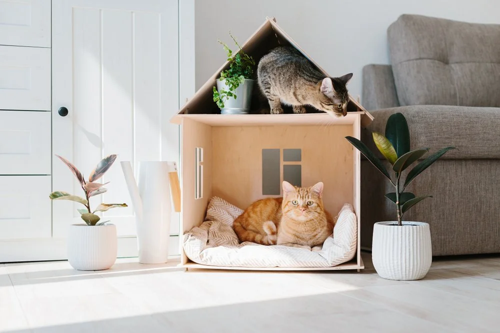 Berapa Budget Perawatan Kucing? Ini Rincian yang Harus Kamu Perhatikan!