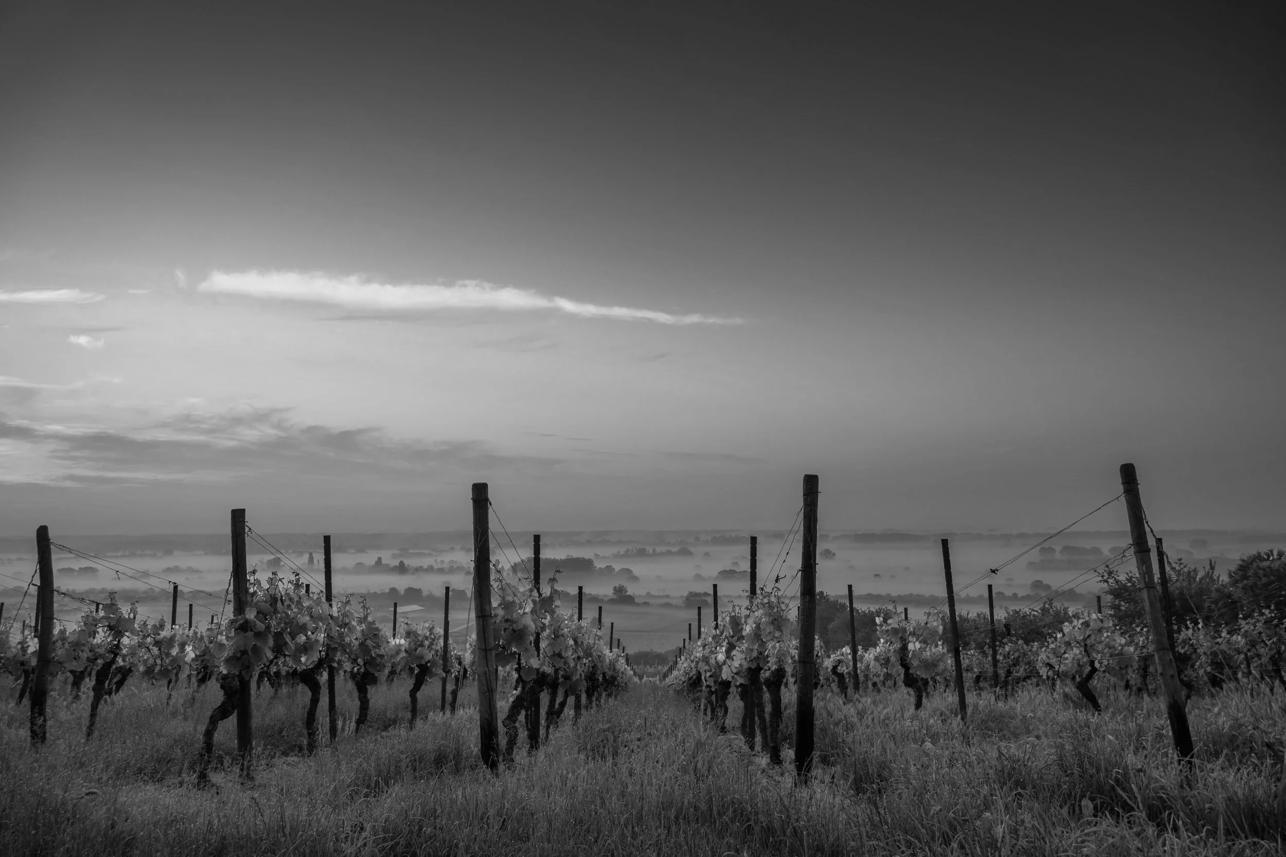 the-wine-trust-4.jpg