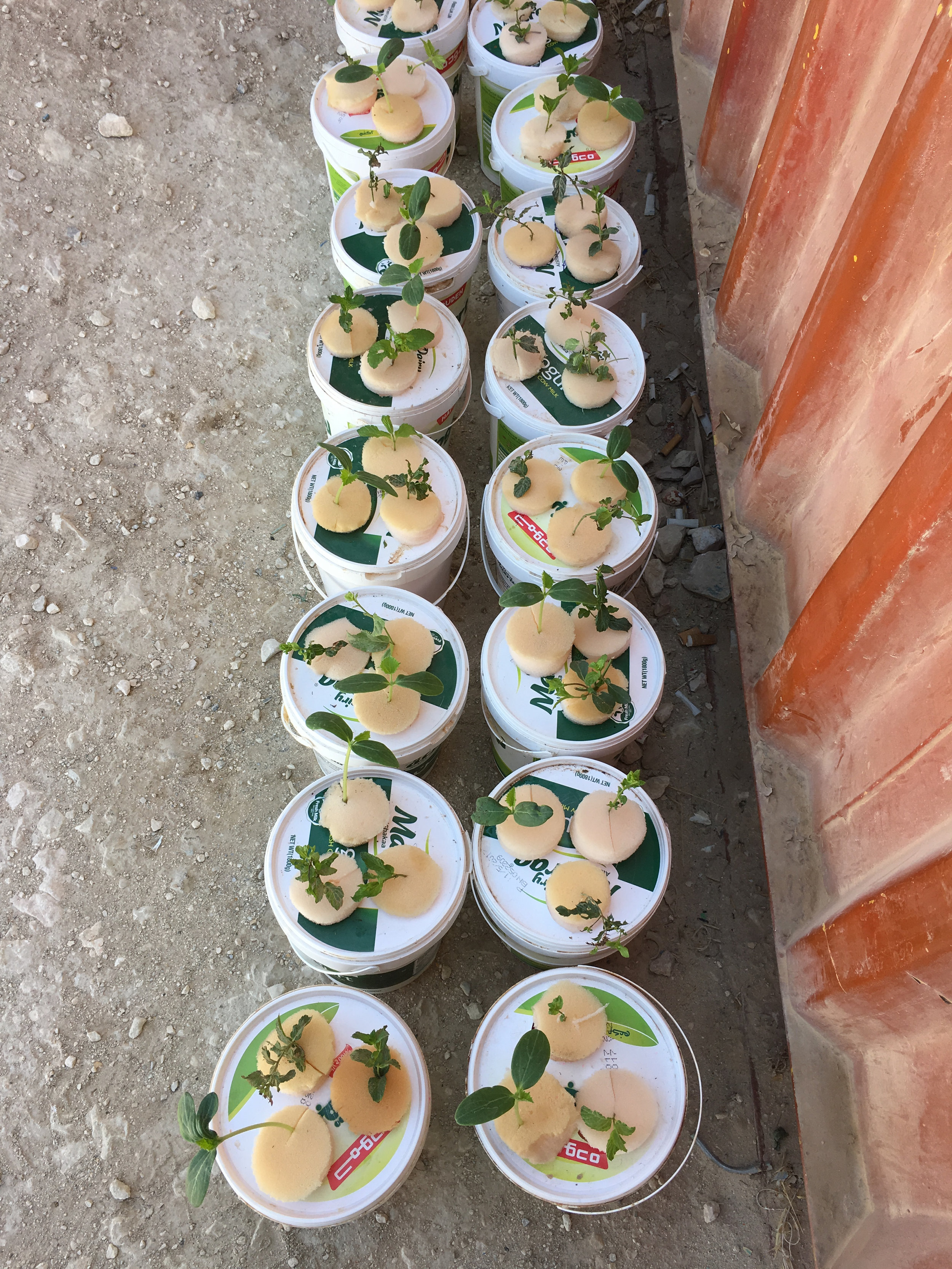  Herbs grown from mattress sponge and yoghurt pots. 
