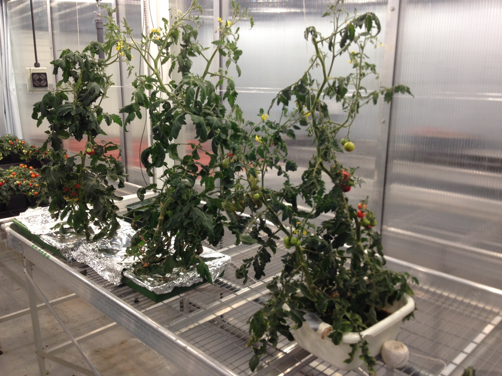  Tomatoes grown from mattress sponge and yoghurt pots. 