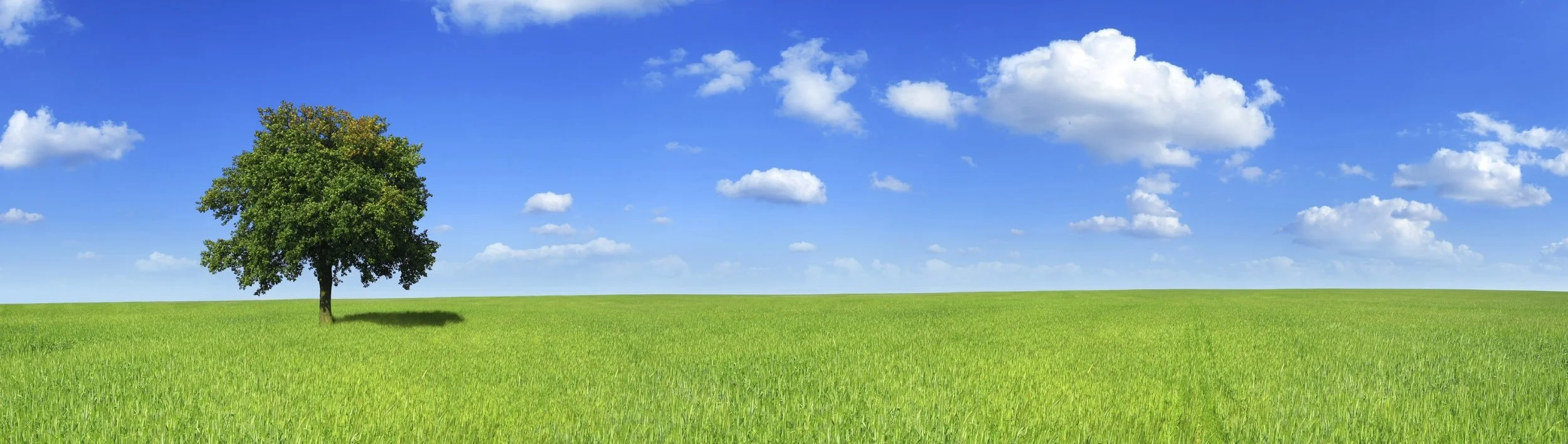 Blue-sky-with-field-and-tree.jpg