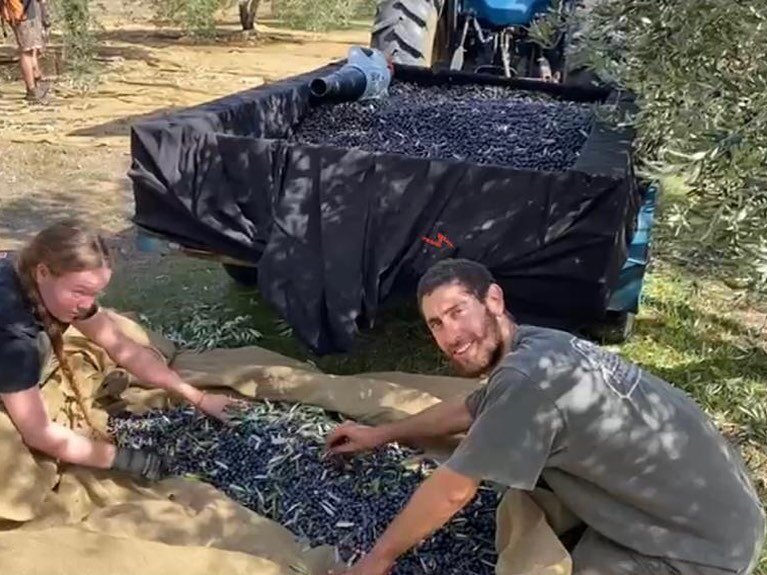 Our sister property &lsquo;La Fiumara&rsquo; - 2022 Olive Harvest.