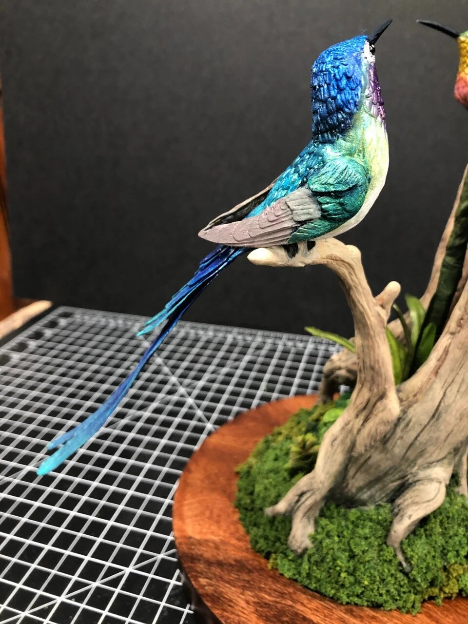Long-tailed Sylph
