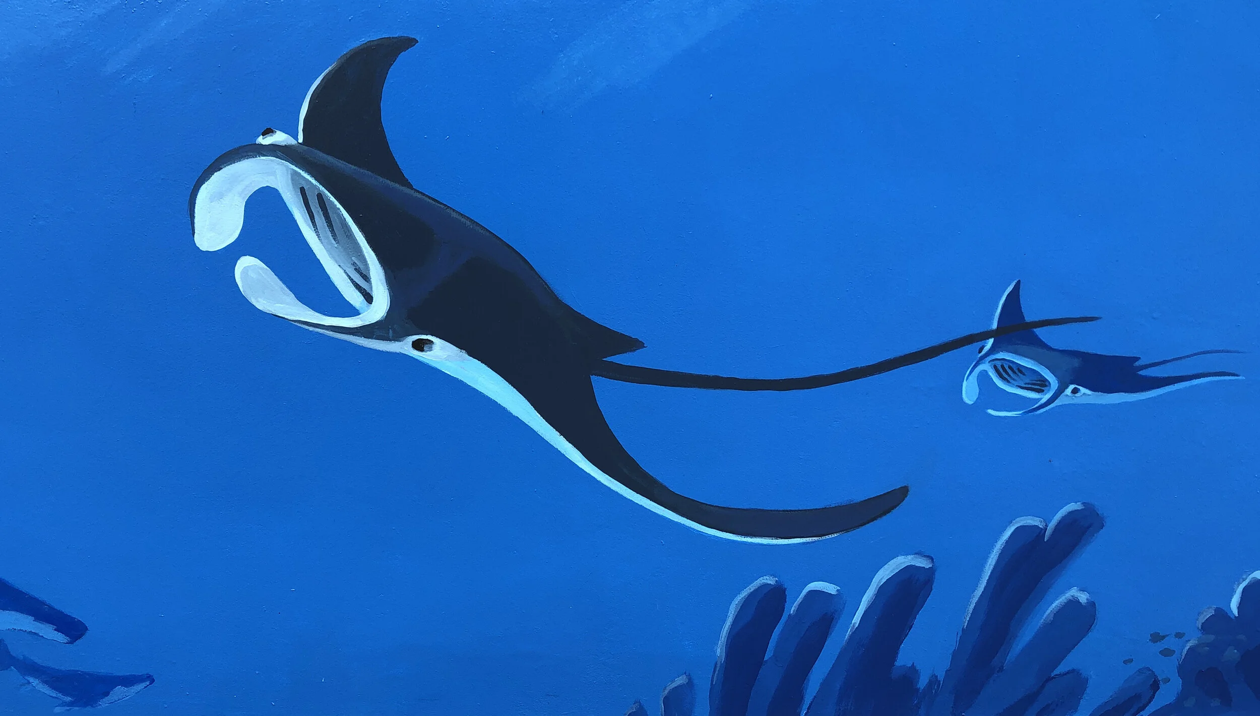 Manta Rays
