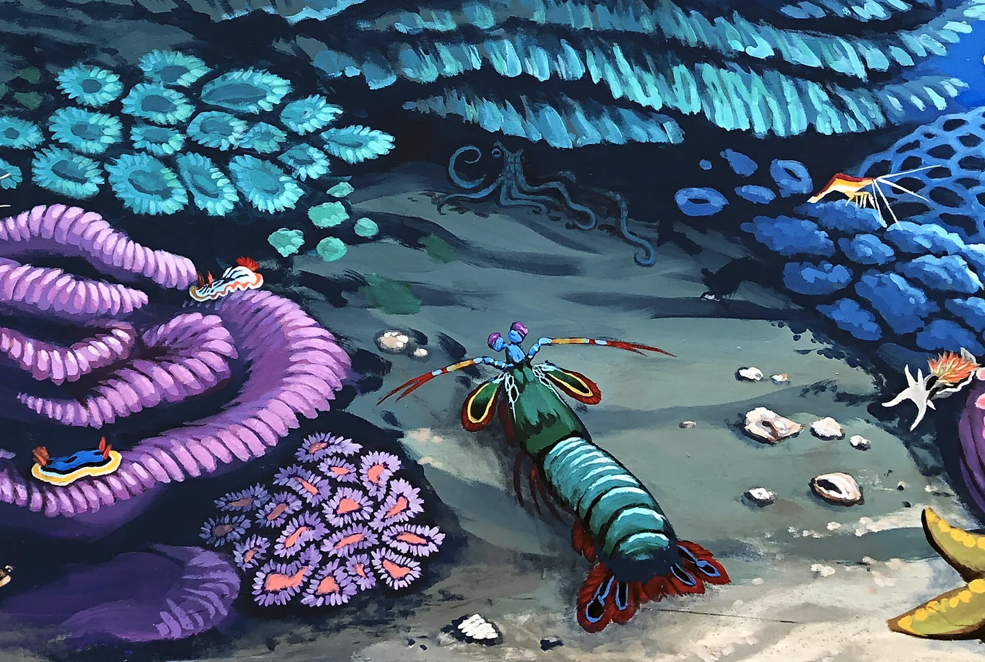 Peacock Mantis Shrimp