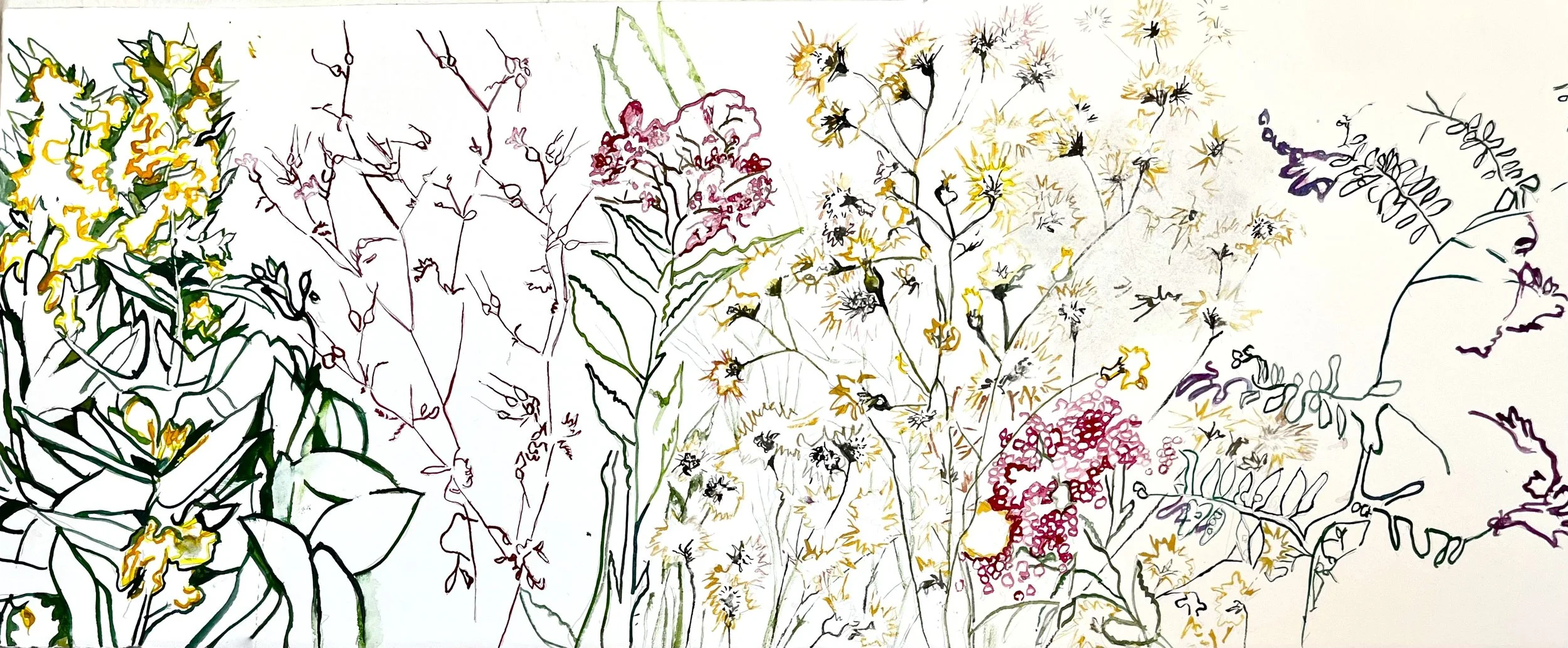 Botanica - Field Guide Hardanger Fjord I