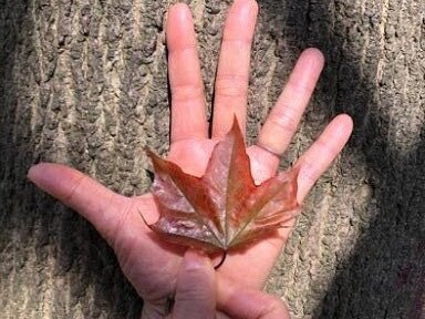 Connecting to Nature: Tai Trees