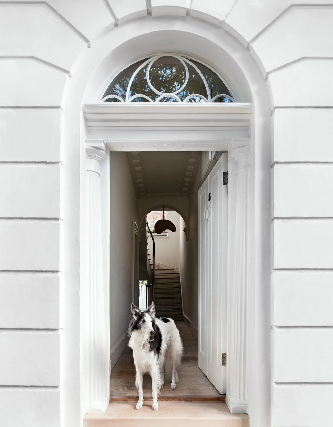 Resident Dog | Volume 2