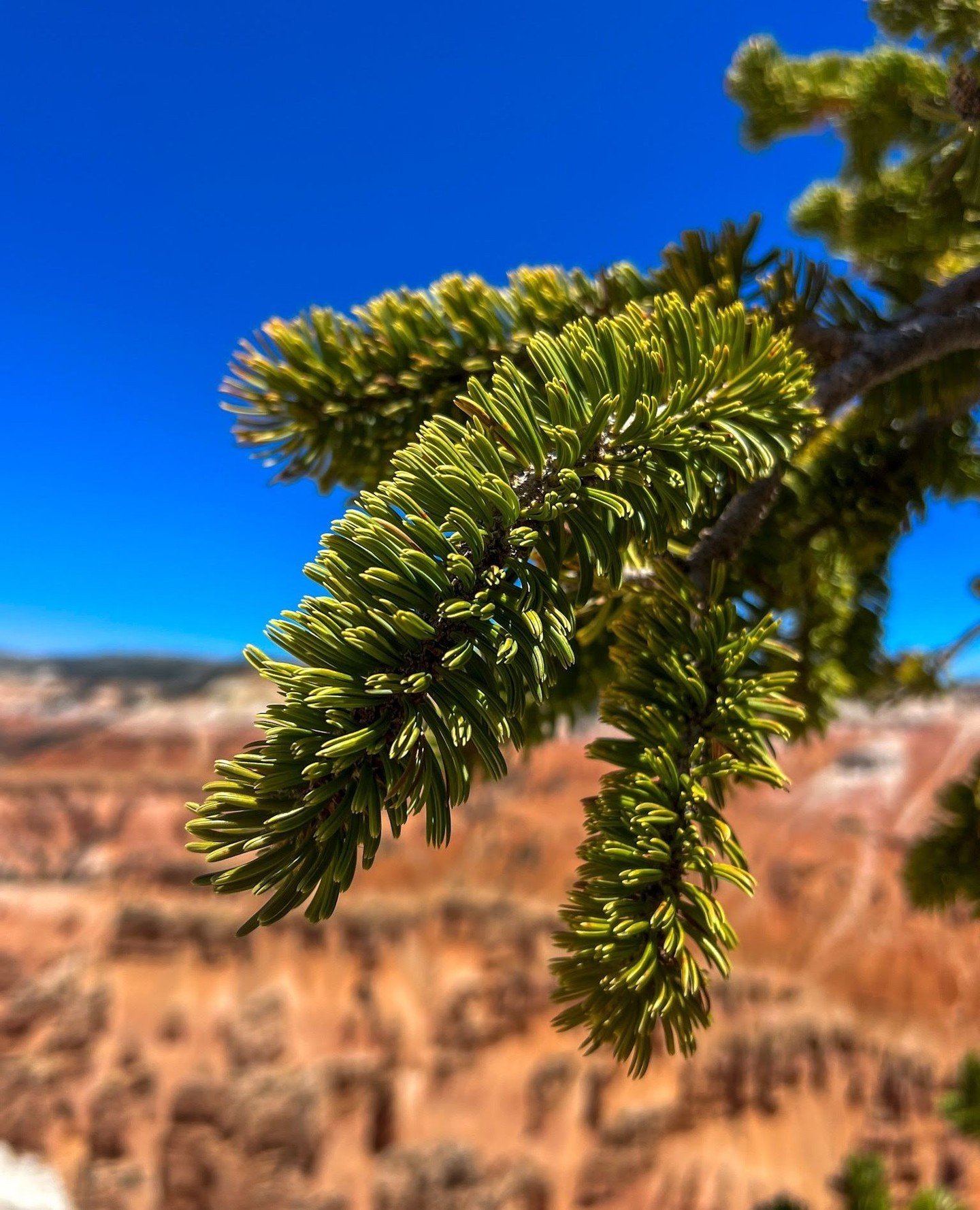 Ready to beat the heat? Look no further than @cedarbreaksnps 🤠⁠
⁠
This hidden gem is about as good as it gets. Sitting at 10,000 feet in elevation, summers are a breeze at this little-known National Monument. Perched atop the top of the Grand Stairc