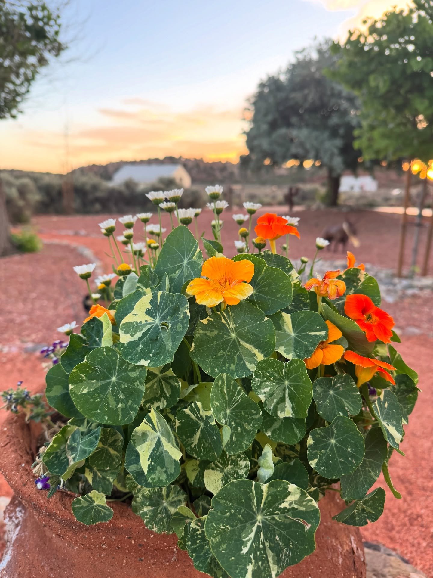 Summer solstice is upon us which means our sunset special is also in full swing! 🤠⛺️☀️

Our suggestion&mdash;snag a July 4th tent and celebrate Independence Day in style. You can stay cozy at camp (and pups appreciate our lack of fireworks) or you c
