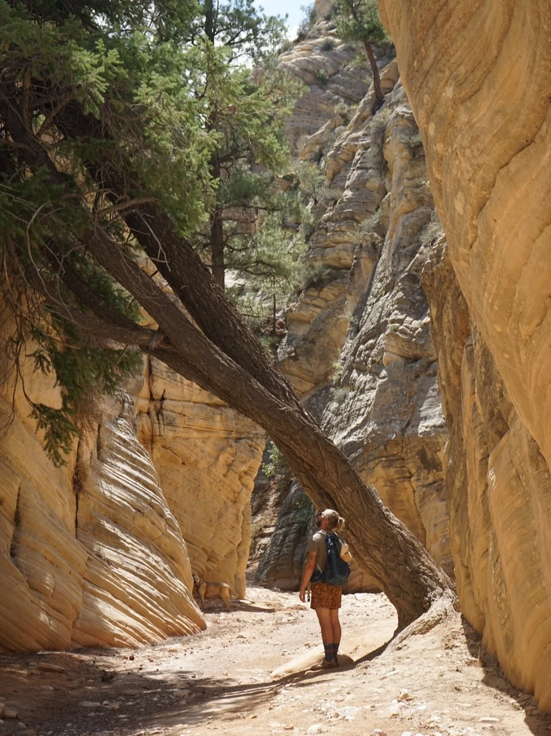 Who knows this spot? 👀🤠❤️

It&rsquo;s 45 minutes from camp, in Grand Staircase-Escalante National Monument, dog-friendly, and we&rsquo;ve never had to share the &ldquo;trail&rdquo; with anyone else. 

Getting off the beaten path is our specialty an