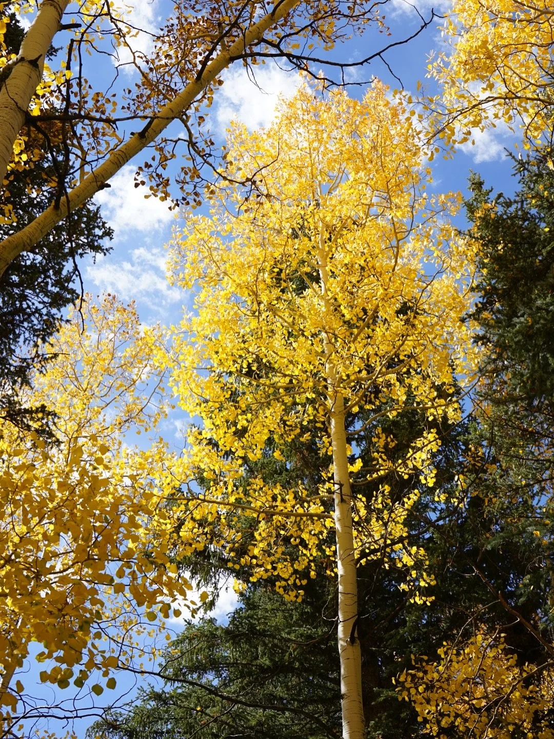 Right now the aspens are at their golden peak in the Dixie National Forest, and Aspen-Mirror Lake is one of the best places to see them. You&rsquo;ll find shimmering groves, crisp high-country air, and a trail that&rsquo;s accessible for every kind o