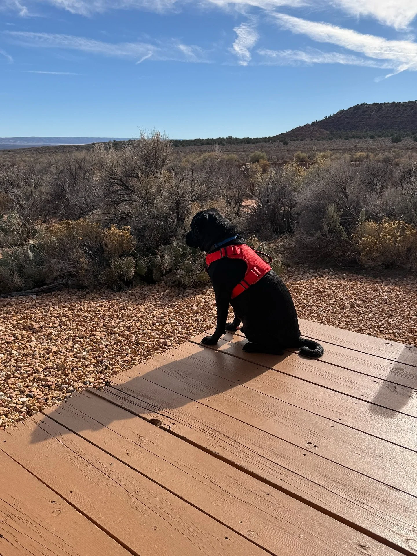 What&rsquo;s sweeter than a honeymoon in the high desert? A honeymoon where you meet your new adventure buddy. 🐾

Hailley and Travis came from Texas to celebrate their wedding at BaseCamp37&deg;&hellip; and left with Zion, adopted from @bestfriendsa
