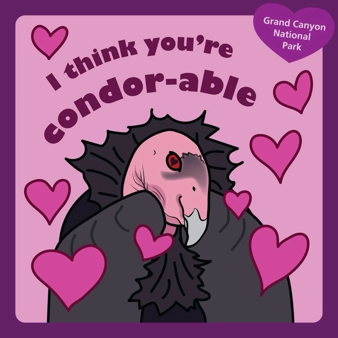 Happy Valentine&rsquo;s Day from BaseCamp37! 💕🤠⛺️

Today&rsquo;s #repost is from @grandcanyonnps because nothing feels better than spreading some love to one of our favorite Southwest birds. We are beyond stoked to head back to the North Rim this y