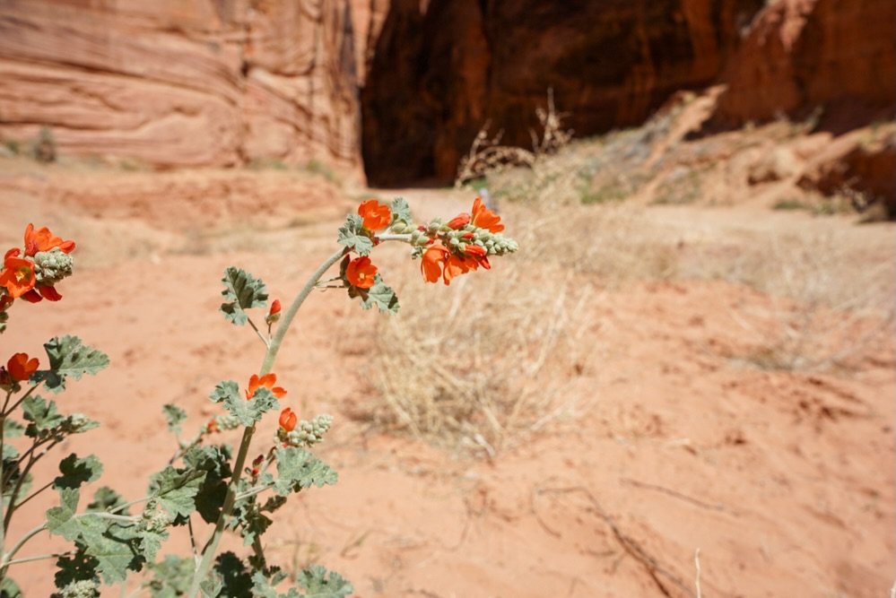 Postcards from Buckskin Gulch. ❤️ 

And yes, the Globemallow are blooming and spring is in full swing across the Southwest. 

#basecamp37 #basecampkanab #buckskingulch #globemallow #slotcanyon