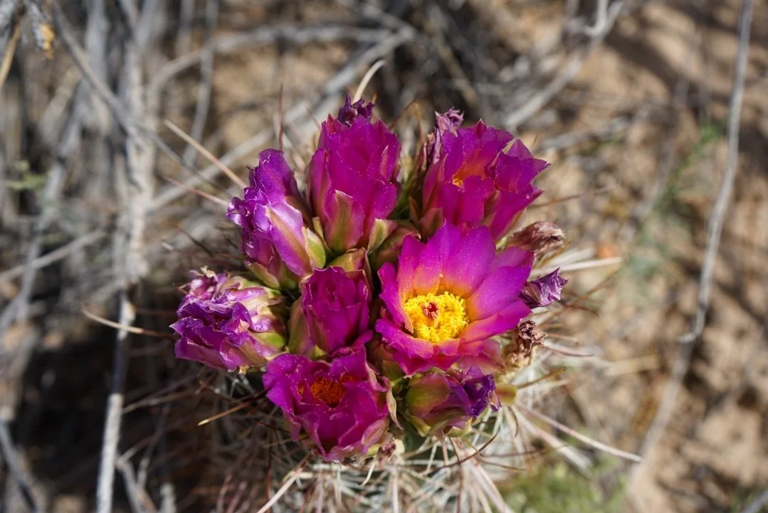Wildflower report coming in hot from the Paria Townsite. Here&rsquo;s the latest and greatest:

- Claret cup cactus &mdash; Echinocereus coccineus 
- Blackbrush &mdash; Coleogyne ramosissima
- Banana yucca &mdash; Yucca baccata
- Firecracker penstemo