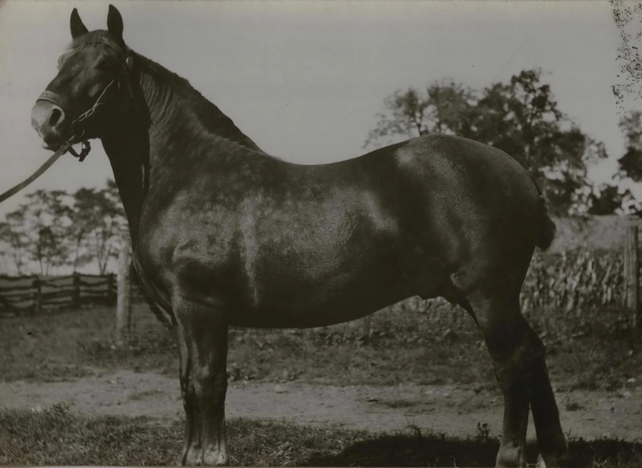 daniel smith's horse pho01562.jpg