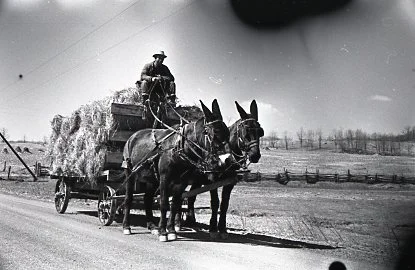 charles brooks and mules pho03048.jpg