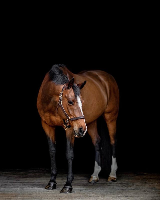 Fall session times are running out! Book now before the leaves finish falling and the sun sets on the season. • Photographed at Central Tree Stable in Rutland, MA •