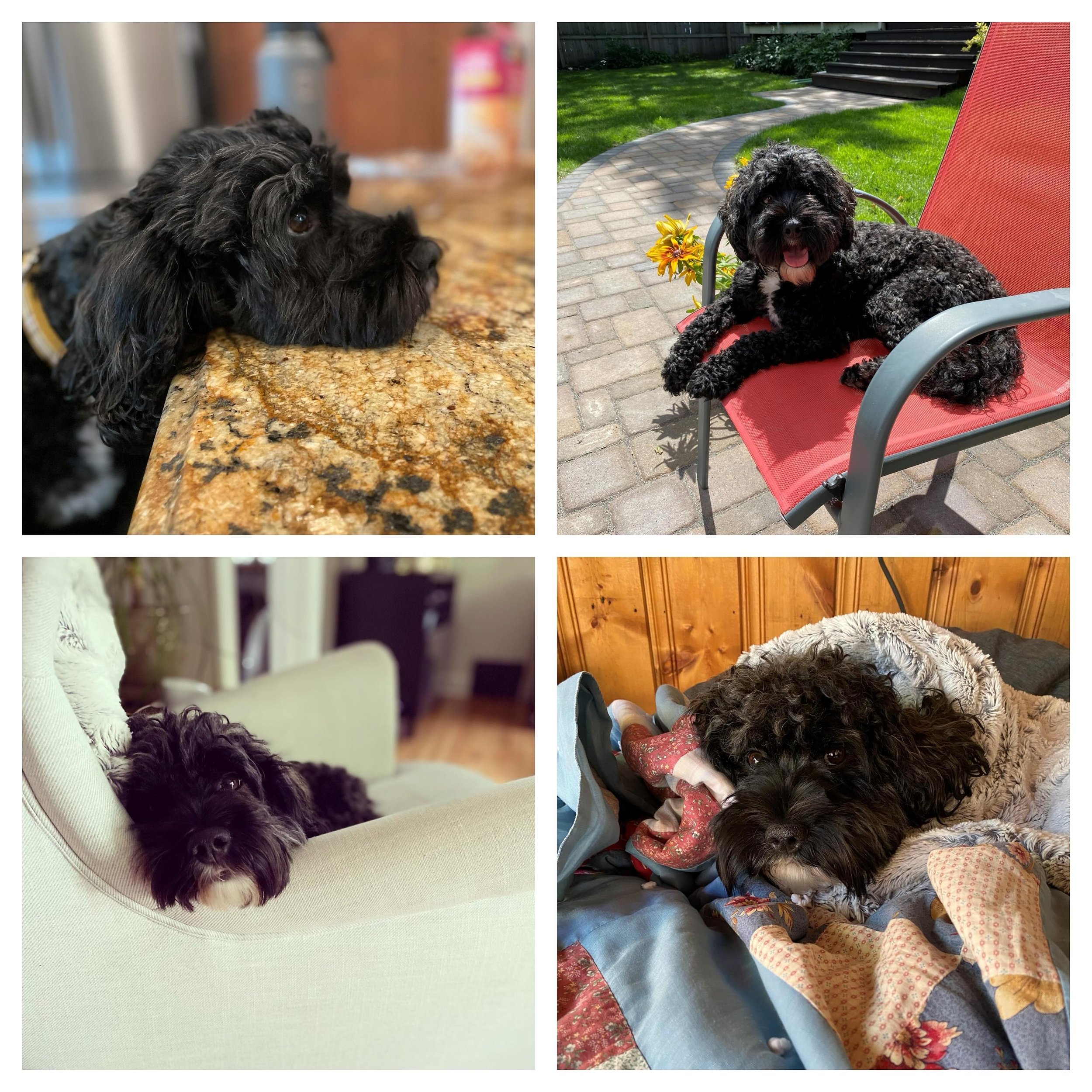Dogs of BeyonDesign: Meet Marvin! This handsome fella is 4 years old and lives in South Minneapolis with Manda and her family. He&rsquo;s a Cockapoo and his favorite things are his mom (of course!), resting his chin on things, and ALL the cuddles. 

