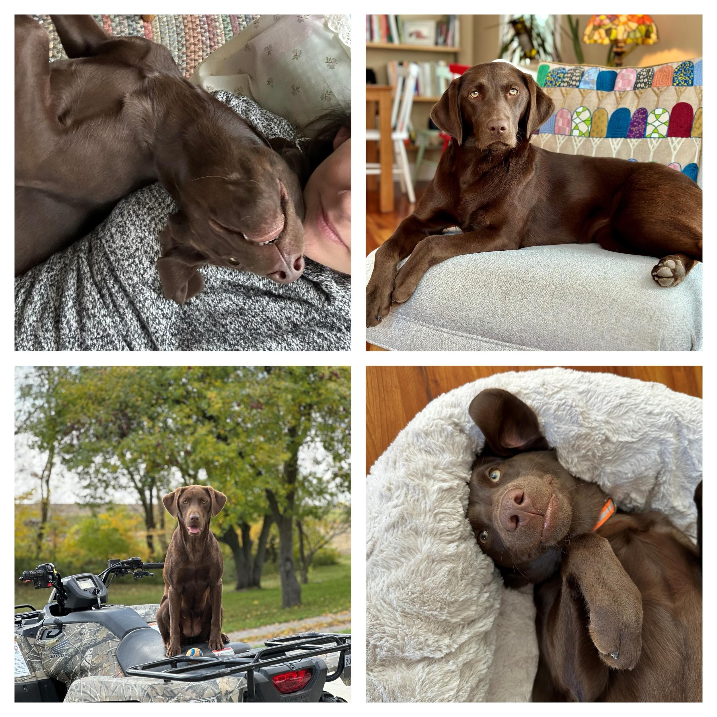 Dogs of BeyonDesign - Meet Ori! This little lady is 1 1/2 years young and lives at Big Maple Farm with Tiffany and her hubby. She&rsquo;s a Chocolate Lab and her favorite things are her ball, snuggles, and laying on her back! 

@bigmaplefarm
@tiffany