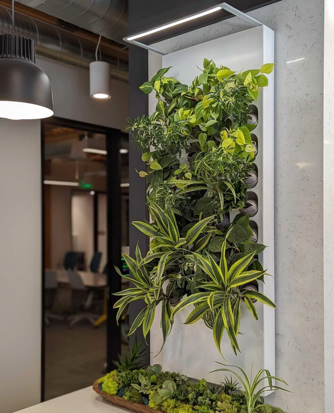 Biome &mdash; workplace greenery that brings life + vitality to your spaces 🌱

#biome #interiorgreenery #officegreenery #officeplants #easyplantcare #officeinteriors #beyondesign