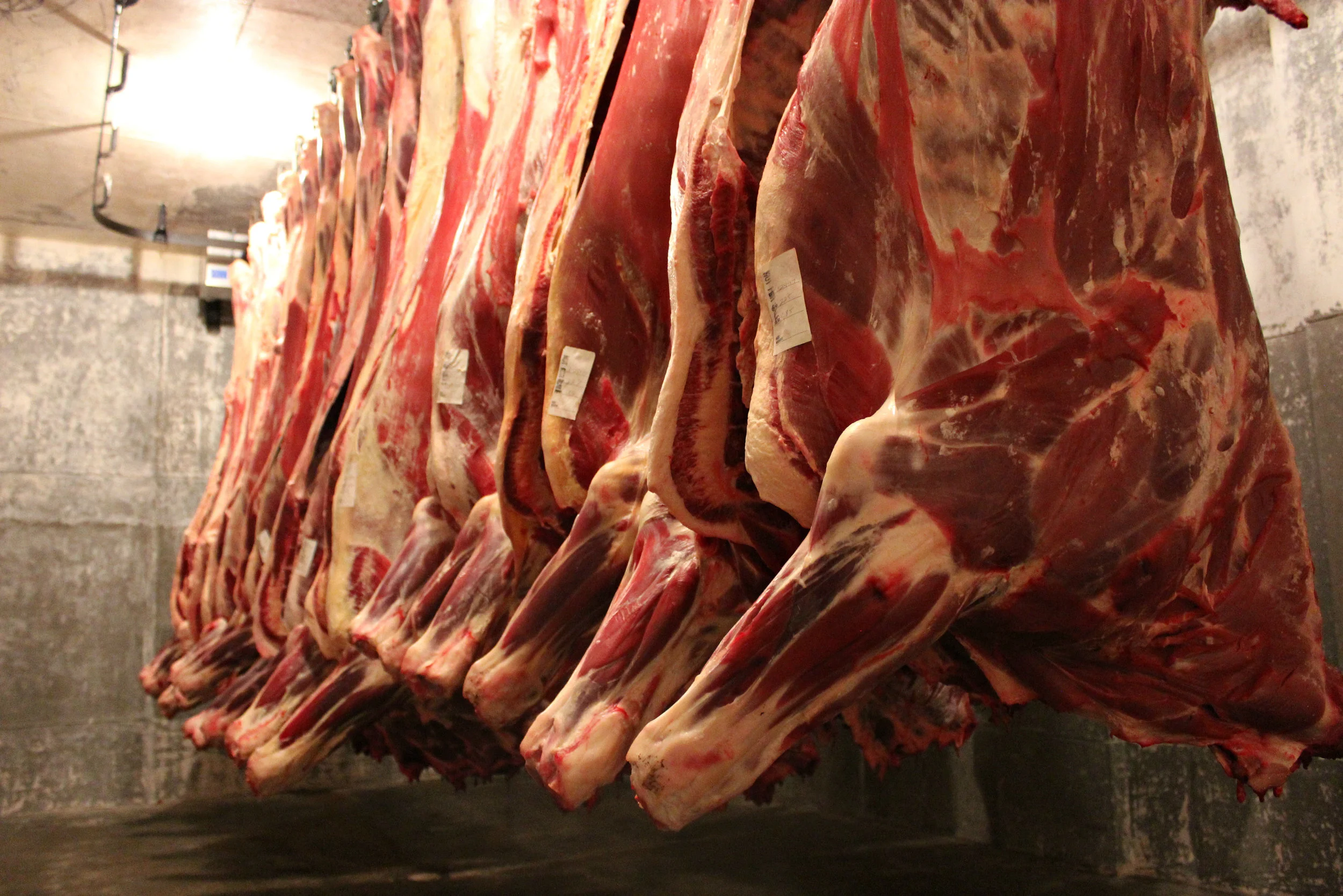 hanging carcass.jpg