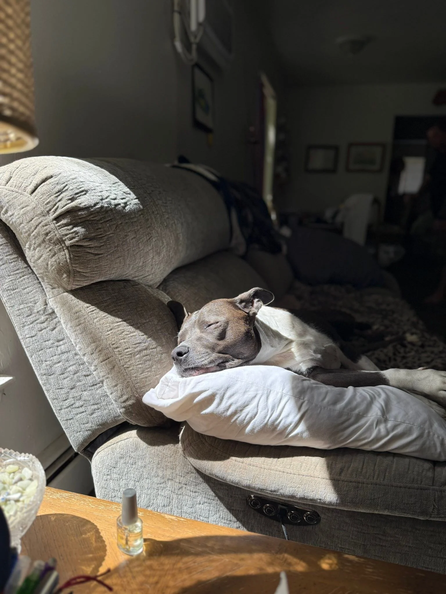 Look at this sweet baby angel 🥰🥰🥰 napping with a smile after taking a trip to play with mahm and dahd in the park 😉🐶🐾🦴