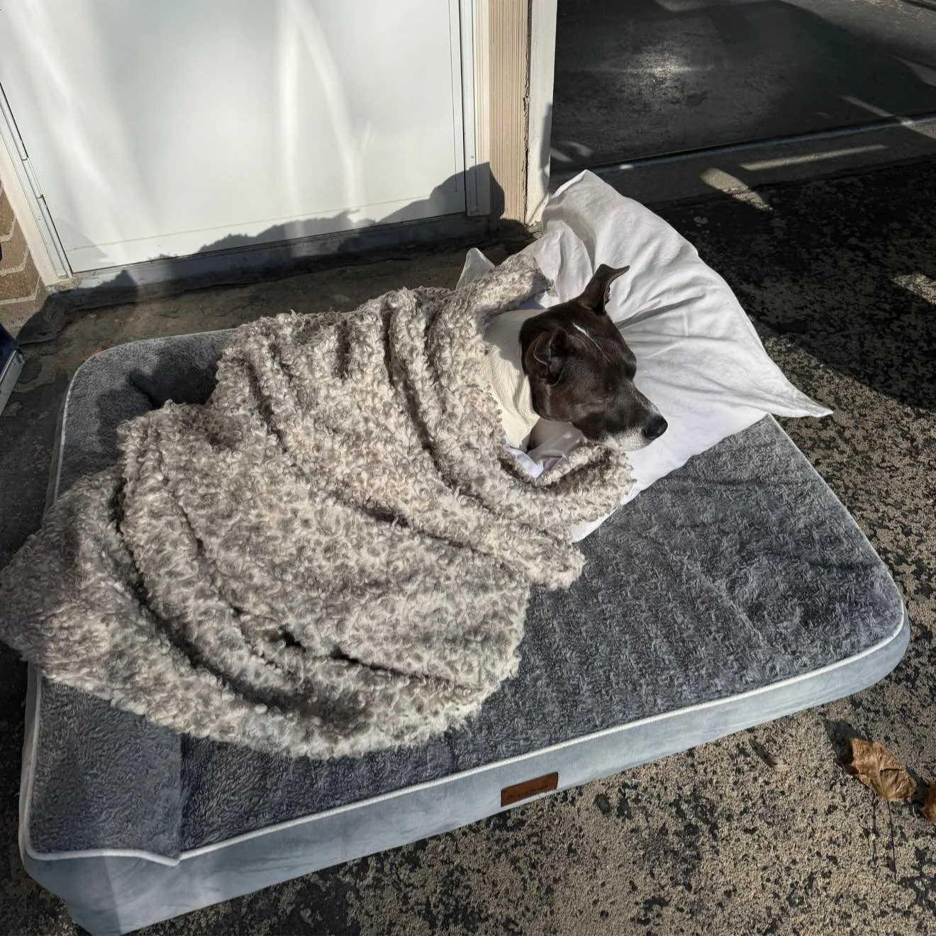 What? You don&rsquo;t let your dog hang out in the driveway sunspot with her own pillowy fortress, in close proximity to her daddy&rsquo;s grill? 😂😂￼

Kristin Diel Wyatt  Hannah Wyatt she stayed a country dog at heart, despite all the years in the 