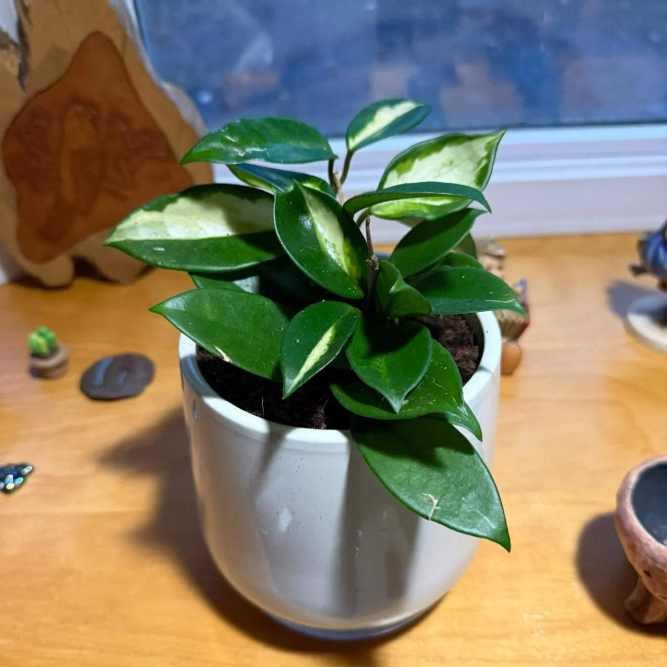 Did anyone else get easyplant for Christmas?!? Funnily enough Jeff and I both got each other new hobbies to try for Christmas. These are self watering plants with hidden reservoirs in the pot! Welcome to my next hyperfixation 😂😂🥄🫶🏻