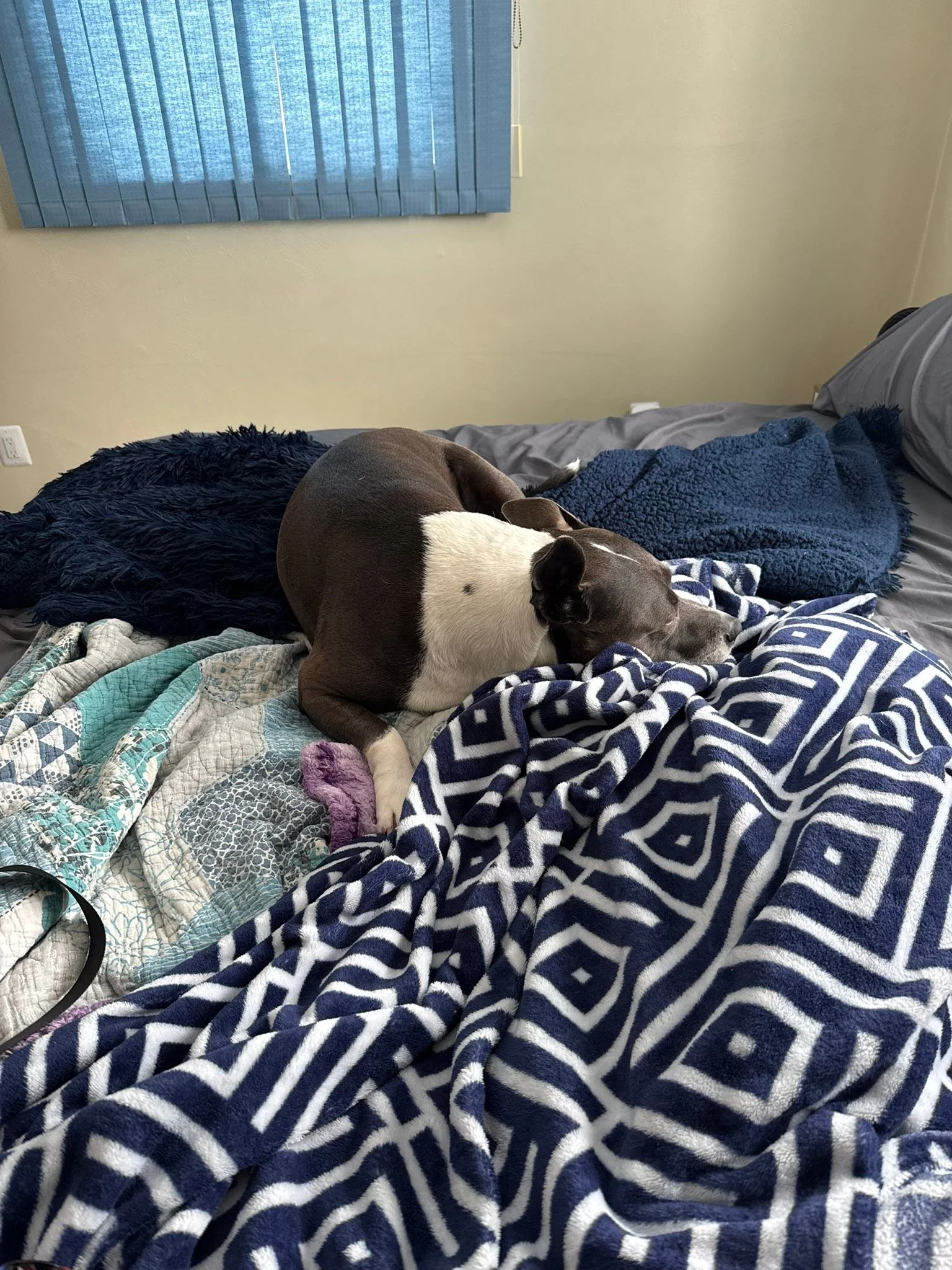 Jeff and I finally arranged our bedroom this weekend. Our best patient is really enjoying watching the birds outside from bed. With all three of her new ballies she got on the way home 🤣🥰